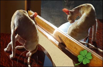 Frasier Says: Luck is in the Air