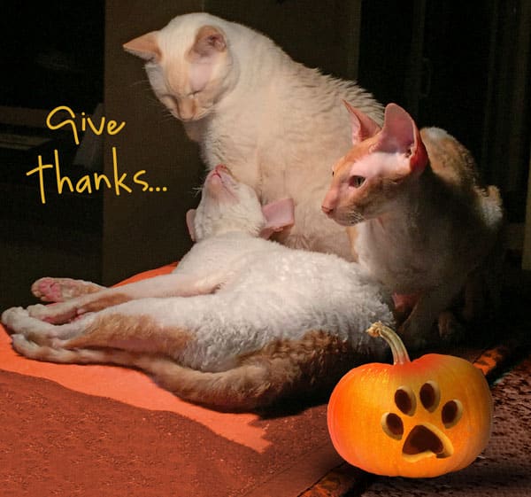 Thanksgiving Frasier