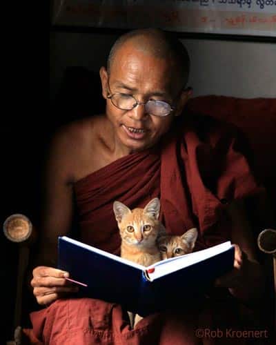 reading-w-cats