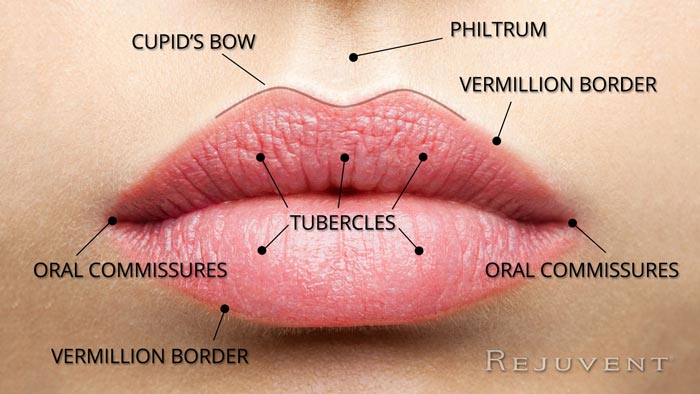 Parts of the Lips