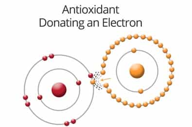 Antioxidants donate electrons to stabilize free radicals
