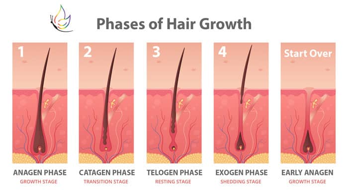 Hair Growth Cycle Chart